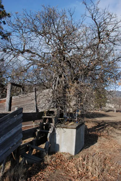 DSC_0017 (Large).JPG